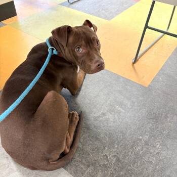 Bruce Almighty -  Mixed Breed Dog for Adoption in Philadelphia, Pennsylvania - Bruce Almighty | PetCurious