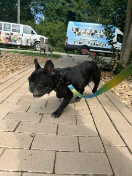 ZIGGY -  French Bulldog Dog for Adoption in Lakewood Ranch, Florida - ZIGGY | PetCurious