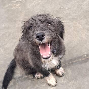 Phineas -  Poodle and Terrier Dog for Adoption in Lawrenceburg, Kentucky - Phineas | PetCurious