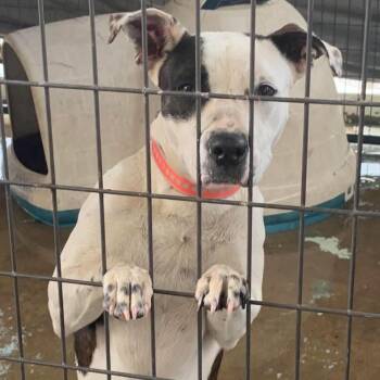 Cali -  Pit Bull Terrier Dog for Adoption in Hearne, Texas - Cali | PetCurious