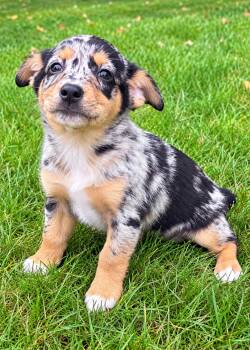 Callie -  Australian Shepherd and Chihuahua Dog for Adoption in New Baltimore, Michigan - Callie | PetCurious
