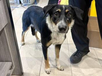 INARA -  Australian Shepherd Dog for Adoption in Rowlett, Texas - INARA | PetCurious