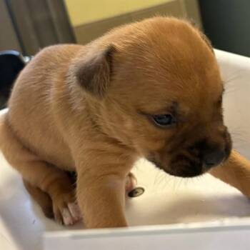 ARTEMIS -  German Shepherd Dog Dog for Adoption in Riverside, California - ARTEMIS | PetCurious