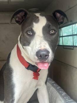 Conductor -  Mixed Breed Dog for Adoption in New York, New York - Conductor | PetCurious