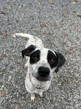 Rescue Bluetick Coonhound and Dalmatian Dogs for Adoption in Bryson City, North Carolina - Skelly | PetCurious