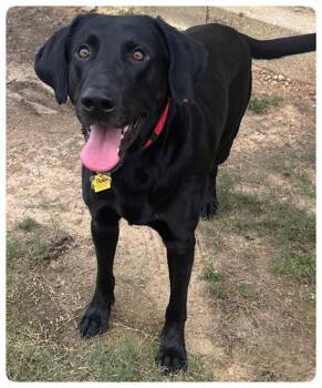 Rescue Black Labrador Retriever Dogs for Adoption in Killingworth, Connecticut - Bobo #3 | PetCurious