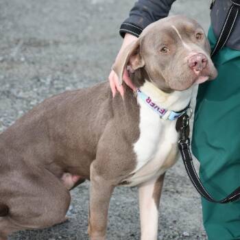 Mixed Breed Dogs Available for Adoption - Johnny | PetCurious