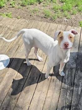Pita -  American Staffordshire Terrier Dog for Adoption in Traverse City, Michigan - Pita | PetCurious