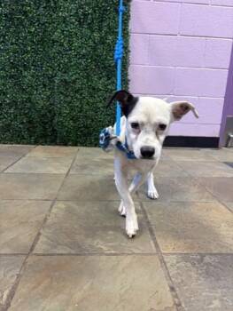 61306698 -  Chihuahua and Mixed Breed Dog for Adoption in El Paso, Texas - 61306698 | PetCurious