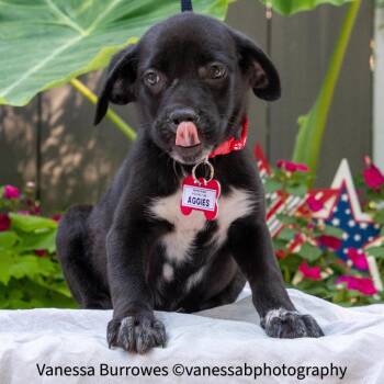Aggies -  Labrador Retriever Dog for Adoption in Wake Forest, North Carolina - Aggies | PetCurious