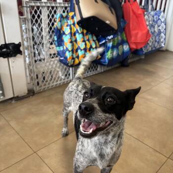 Rat Terrier and Chiweenie Dogs Available for Adoption in Shorewood, Illinois - Cookie | PetCurious