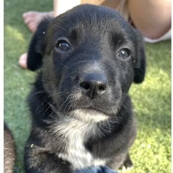 Sutton -  Golden Retriever and Cattle Dog Dog for Adoption in Larkfield-wikiup, California - Sutton | PetCurious