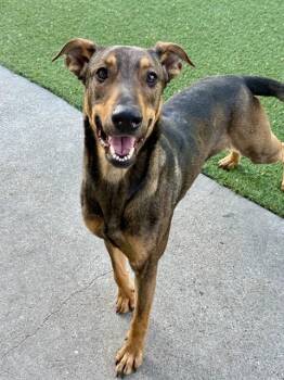 BENNIE -  Mixed Breed Dog for Adoption in Dallas, Texas - BENNIE | PetCurious