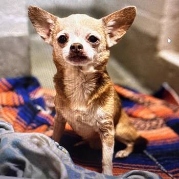 Carl Dean -  Chihuahua Dog for Adoption in Brownsboro, Alabama - Carl Dean | PetCurious