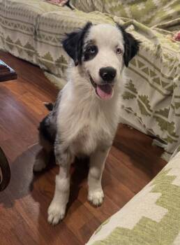 Blue FKA Leon  #5064 -  Australian Shepherd Dog for Adoption in Ontario, California - Blue FKA Leon  #5064 | PetCurious