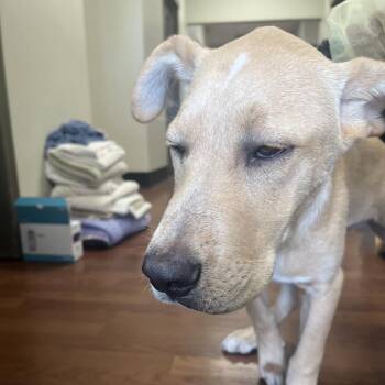 Ranger -  Labrador Retriever and Mixed Breed Dog for Adoption in Milan, Illinois - Ranger | PetCurious