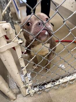 Rescue American Bully Dogs for Adoption - Mr. Pebbles | PetCurious