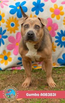 Gumbo -  American Bulldog Dog for Adoption in Mobile, Alabama - Gumbo | PetCurious