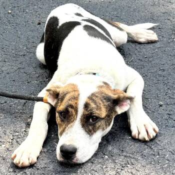 Petey -s -  Hound and Cattle Dog Dog for Adoption in Sequatchie, Tennessee - Petey -s | PetCurious