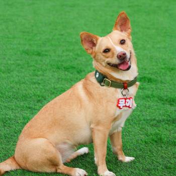 Mui -  Jindo and Chihuahua Dog for Adoption in Danvers, Massachusetts - Mui | PetCurious