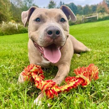 Dwayne -  American Staffordshire Terrier Dog for Adoption in Williston, Vermont - Dwayne | PetCurious