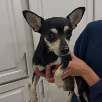 Rescue Terrier Dogs for Adoption in Baton Rouge, Louisiana - Pawlie Pocket | PetCurious