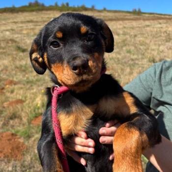 Parton -  Rottweiler Dog for Adoption in Portland, Oregon - Parton | PetCurious