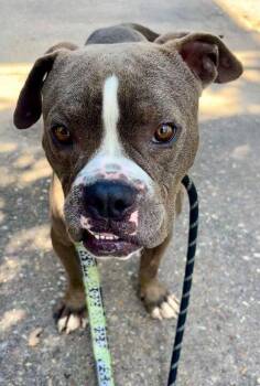 Bubba Gump -  English Bulldog Dog Available for Adoption in Elmwood, Louisiana - Bubba Gump | PetCurious