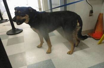 Rescue Rottweiler and German Shepherd Dog Dogs for Adoption in Mustang, Oklahoma - Mia | PetCurious