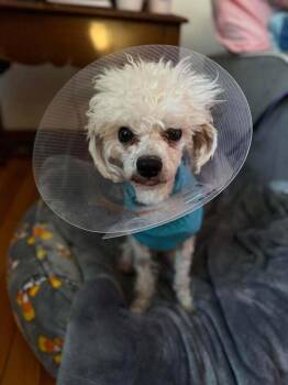 Cavalier King Charles Spaniel and Bichon Frise Dogs Available for Adoption - Gerald | PetCurious