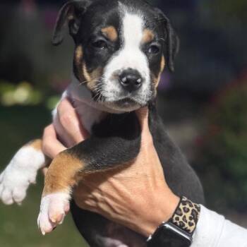 AK1126 Cooper -  American Bully Dog for Adoption in Port Washington, New York - AK1126 Cooper | PetCurious
