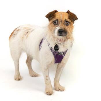 Lucky D11528 -  Parson Russell Terrier and Chihuahua Dog for Adoption - Lucky D11528 | PetCurious