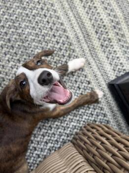 BK -  Mixed Breed Dog for Adoption in Irwin, Pennsylvania - BK | PetCurious