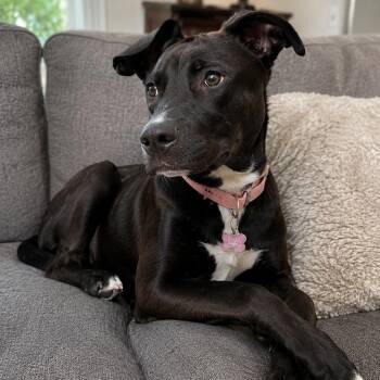 Darby - Sweetest Girl, Smart, Loves Adventures and Lots of CUDDL -  Shepherd and Labrador Retriever Dog for Adoption in Houston, Texas - Darby - Sweetest Girl, Smart, Loves Adventures And Lots Of CUDDL | PetCurious
