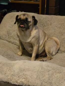 Coral -  Pug Dog for Adoption in Mesa, Arizona - Coral | PetCurious