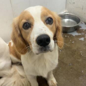 Hoss -  Mixed Breed Dog for Adoption in Huntington, West Virginia - Hoss | PetCurious