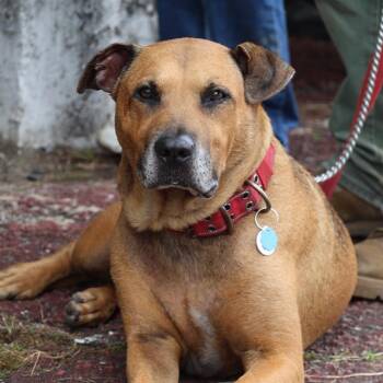 Mixed Breed Dogs Available for Adoption in Columbia, South Carolina - ZEUS | PetCurious