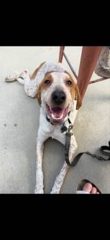 Bob -  Pointer and Coonhound Dog for Adoption in Ball Ground, Georgia - Bob | PetCurious