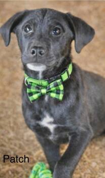 Labrador Retriever Dogs Available for Adoption - Patch | PetCurious