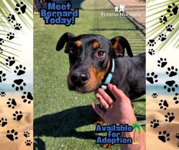 Bernard -  Doberman Pinscher and Mixed Breed Dog for Adoption in Fresno, California - Bernard | PetCurious