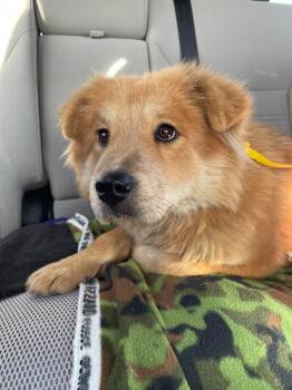 Chow Chow Dogs Available for Adoption - Giselle | PetCurious