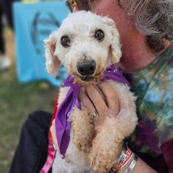 Sheilah -  Bichon Frise Dog for Adoption in Chester Springs, Pennsylvania - Sheilah | PetCurious