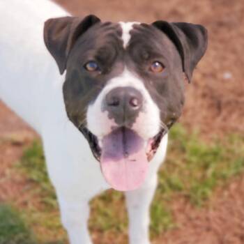 Rescue Mixed Breed Dogs for Adoption in Myrtle Beach, South Carolina - Cowboy | PetCurious