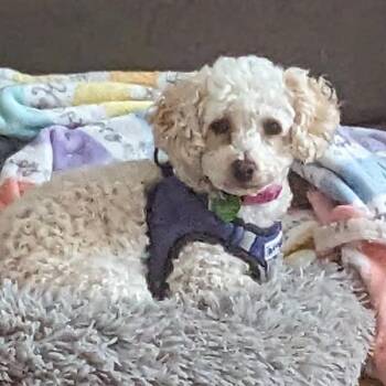 Maltese and Miniature Poodle Dogs Available for Adoption in Des Moines, Iowa - Lima | PetCurious