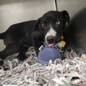 Pit Bull Terrier and Siberian Husky Dogs Available for Adoption - WARLOCK | PetCurious