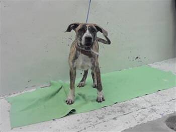 JETT -  Staffordshire Bull Terrier and Mixed Breed Dog for Adoption in Houston, Texas - JETT | PetCurious