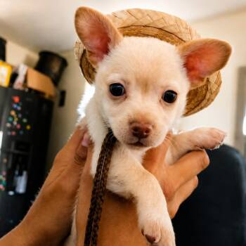 Theo Jr -  Chihuahua Dog for Adoption in San Diego, California - Theo Jr | PetCurious