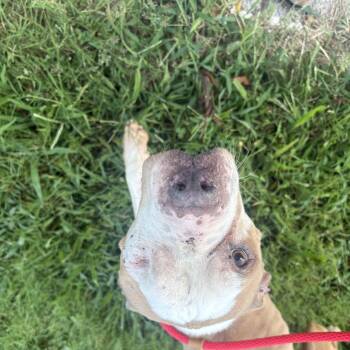 Celia -  Pit Bull Terrier and American Bully Dog for Adoption in Saint Charles, Missouri - Celia | PetCurious