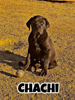 Rottweiler and Cane Corso Dogs Available for Adoption in Perris, California - CHACHI | PetCurious