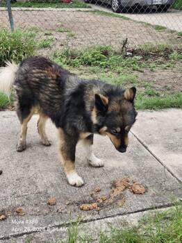 Husky Dogs Available for Adoption in San Antonio, Texas - PASTOR | PetCurious